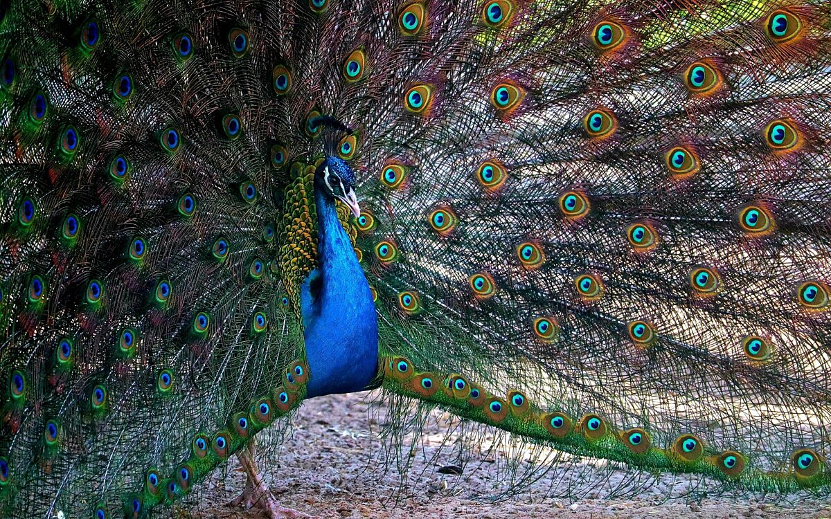 Tho ge peacock 7906736 1920