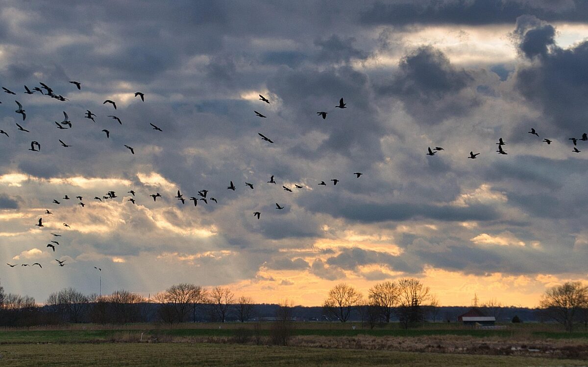 Vogelzug winter