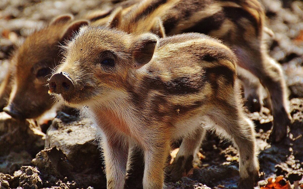 Wild boar g1b76da85c 1920 Wild boar g1b76da85c 1920