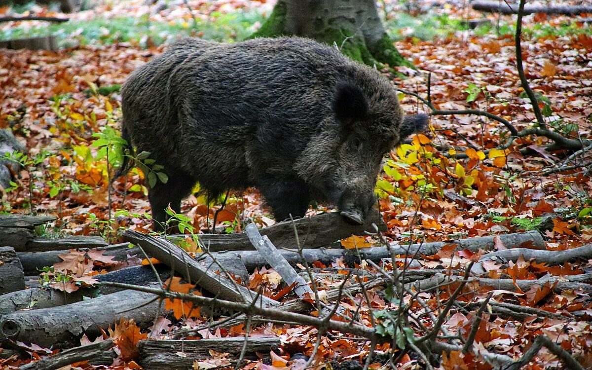 Wild boar ga5d8e8ef5 1920 Wild boar ga5d8e8ef5 1920