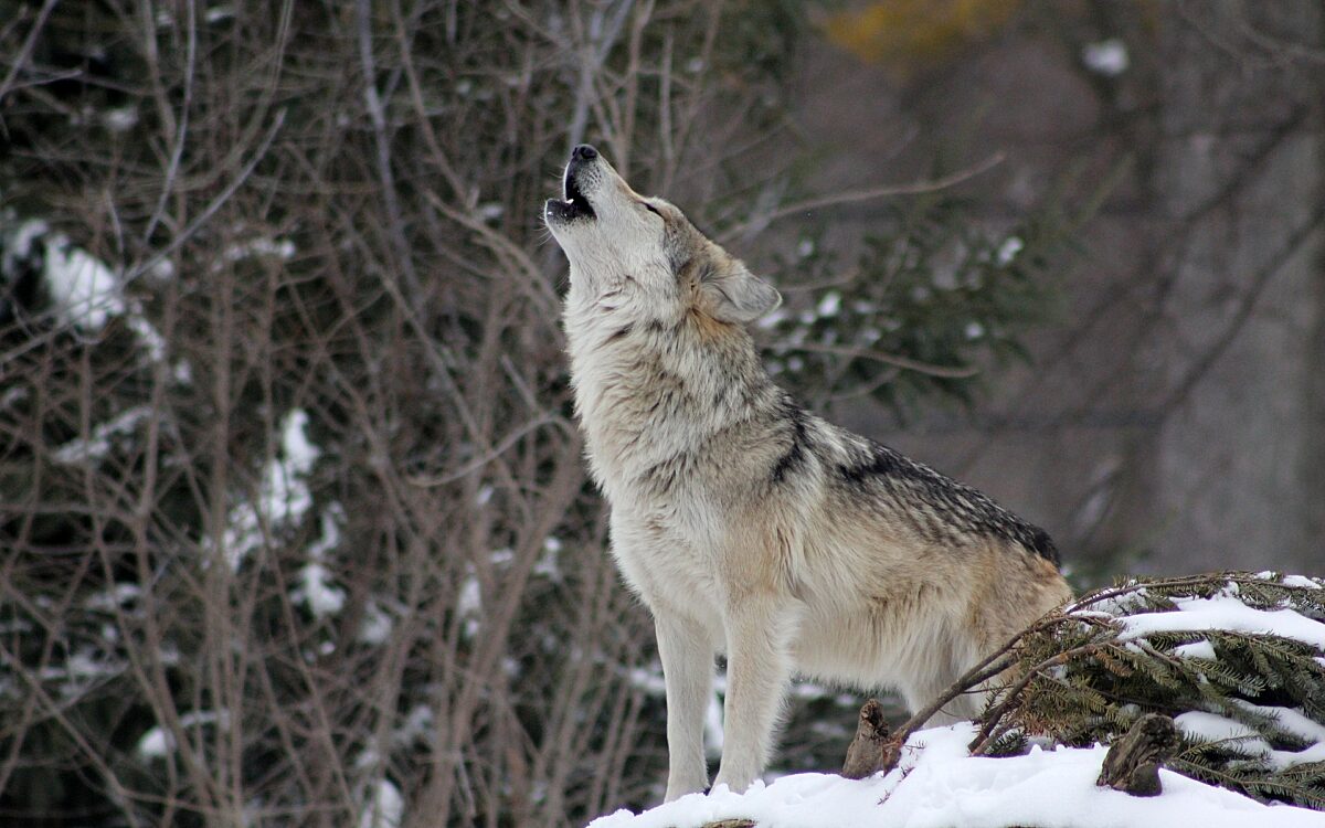 140422 Symbolbild Wolf 140422 Symbolbild Wolf