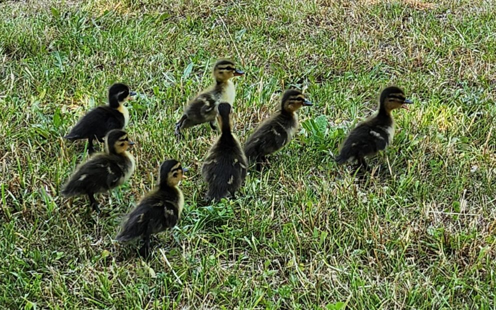 190623 Grossostheim Entenrettung 2 190623 Grossostheim Entenrettung 2