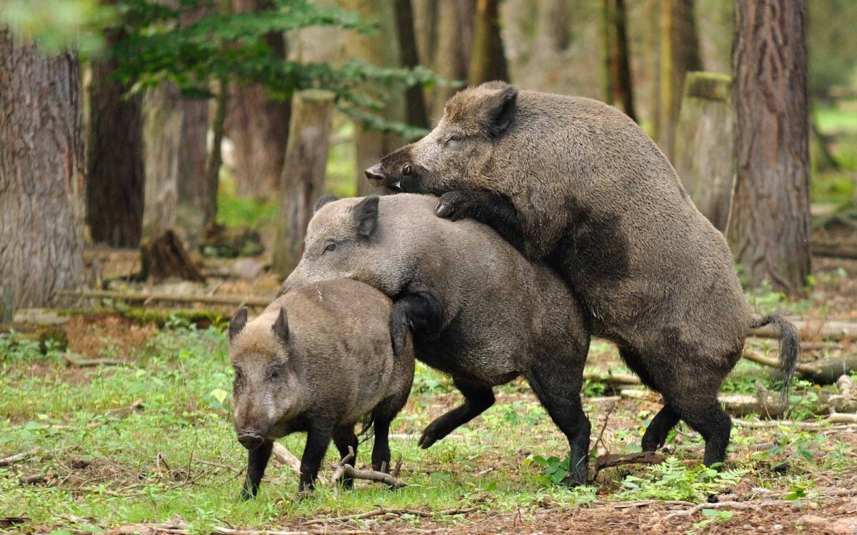 250522 Hanau Alte Fasanerie Erwachsenenspaziergang