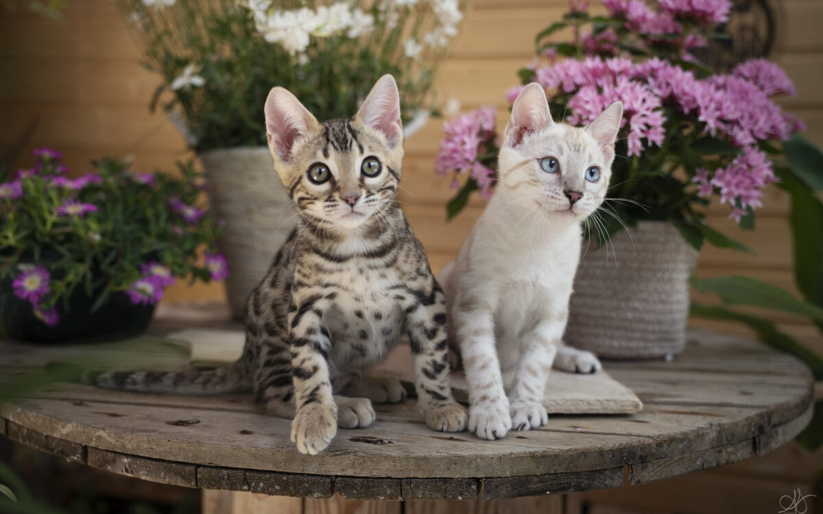 Bengalen