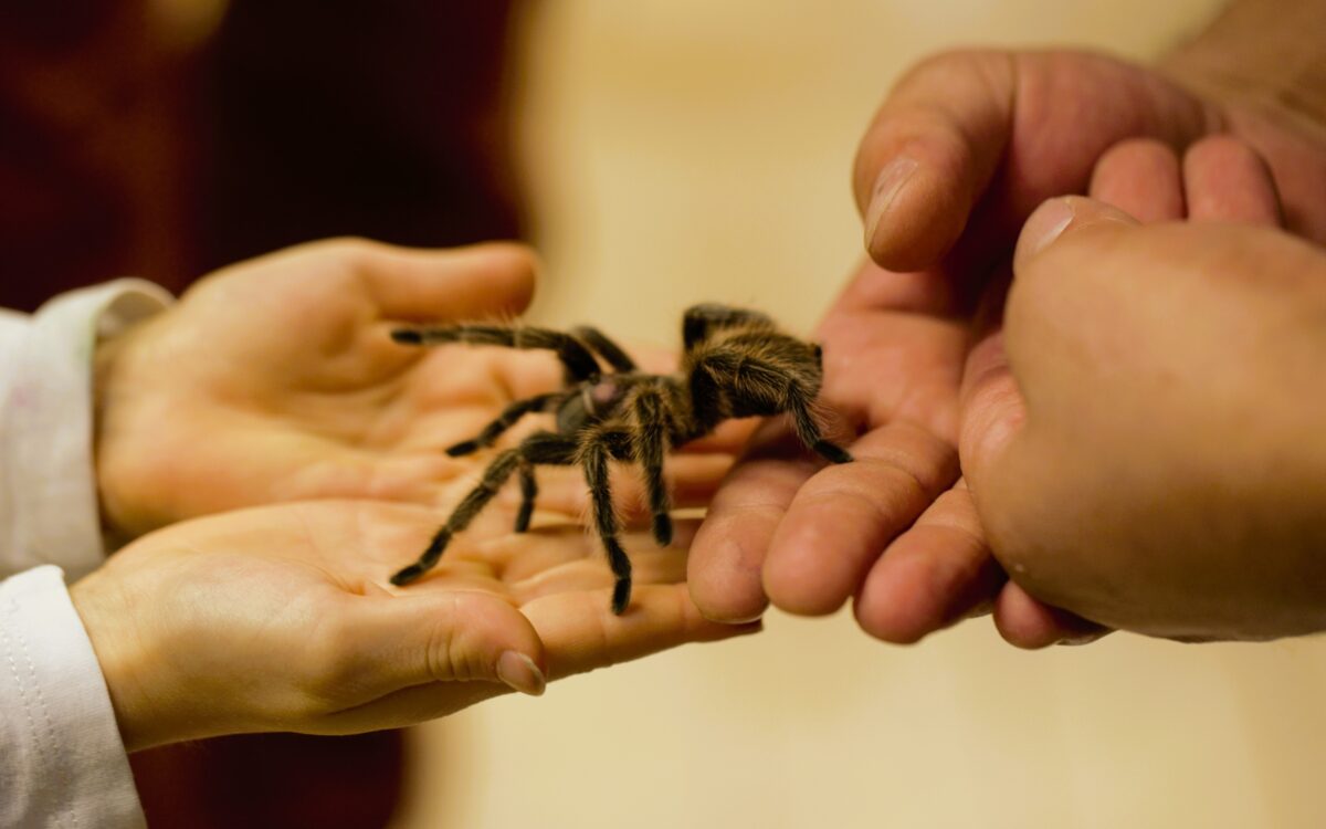 Spinne auf der Hand