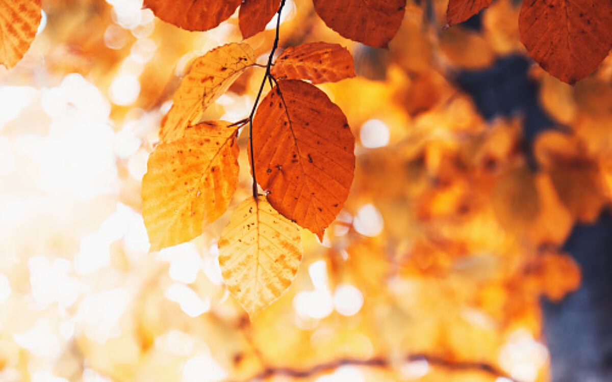 Symbolbild Herbsttoene