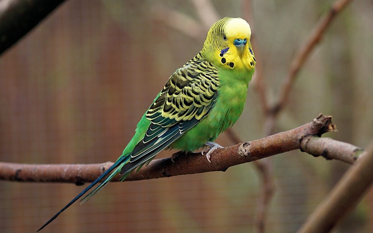 Budgie 2201256 1280