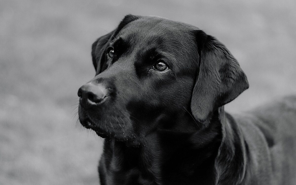 Labrador 8554882 1920